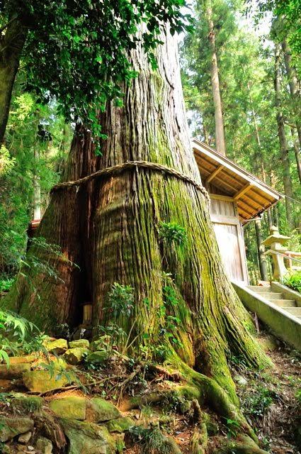 寺岡　五柱神社　御神木