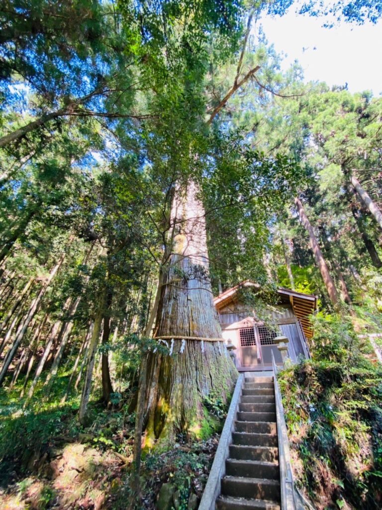 五柱神社　御神木